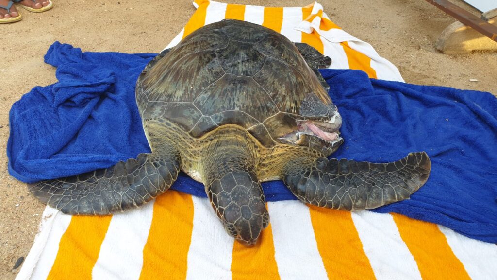 Margherita_F_BLOC_2019_07_17_MADA_PM_1_RicoMols-Copia-1024×576