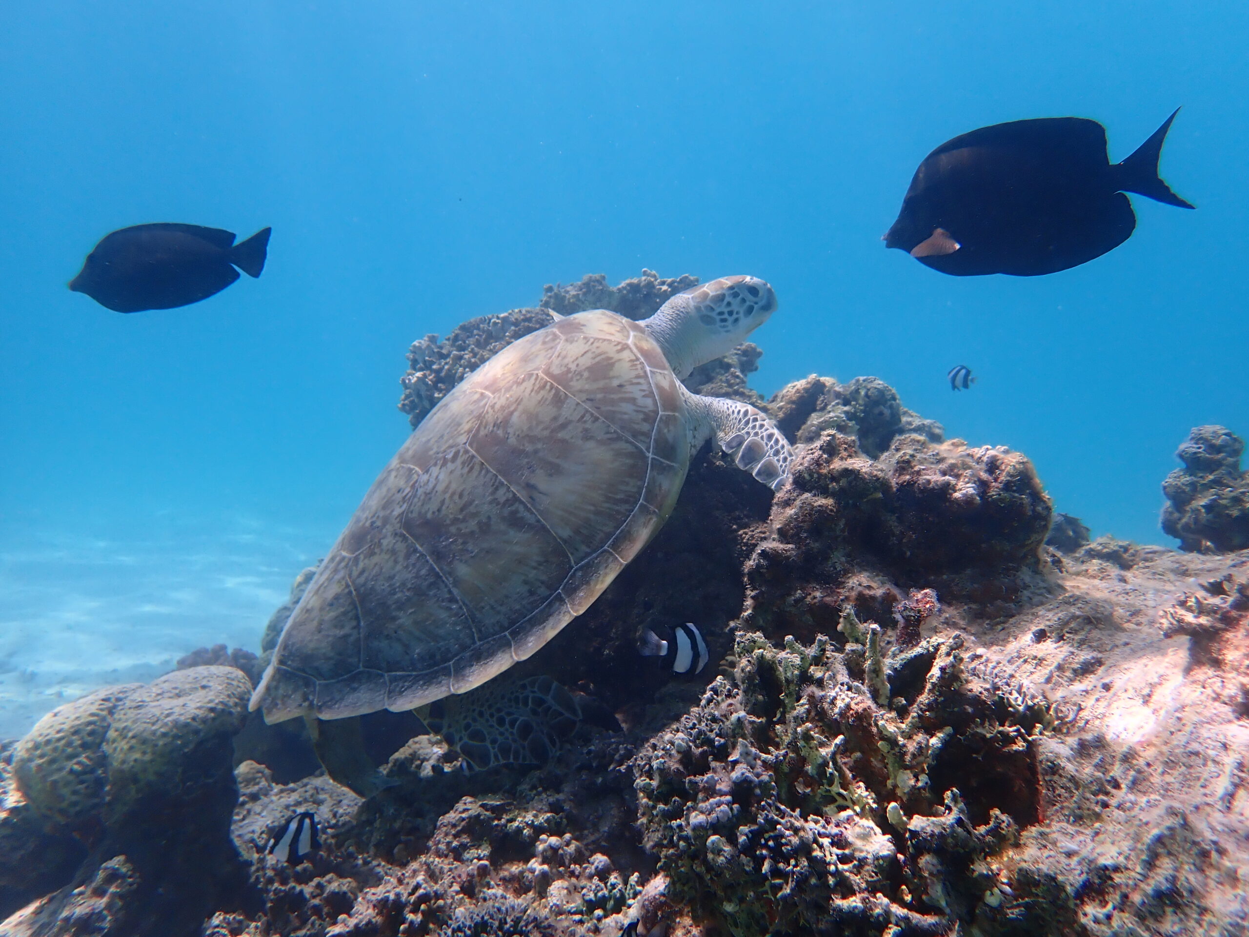 P4232109-turtle-3-scaled