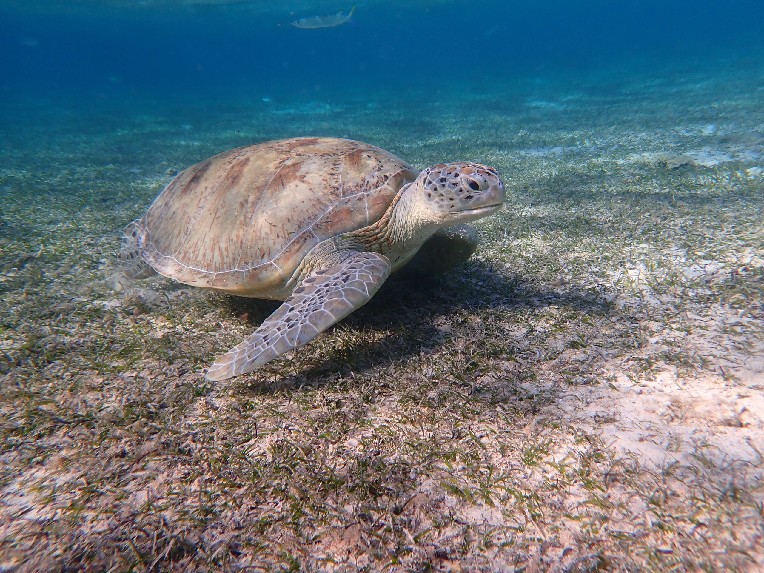 P4282634-turtle-11-1-scaled