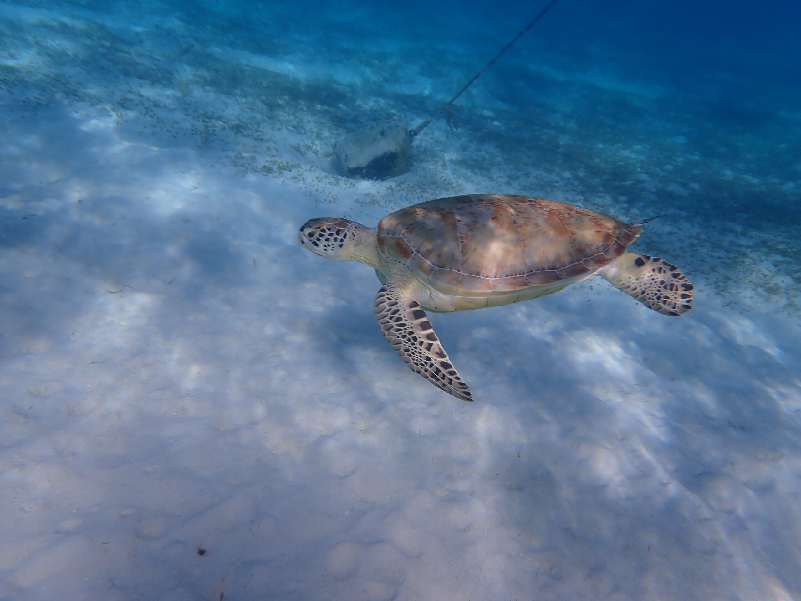 P4282763-turtle-4-scaled