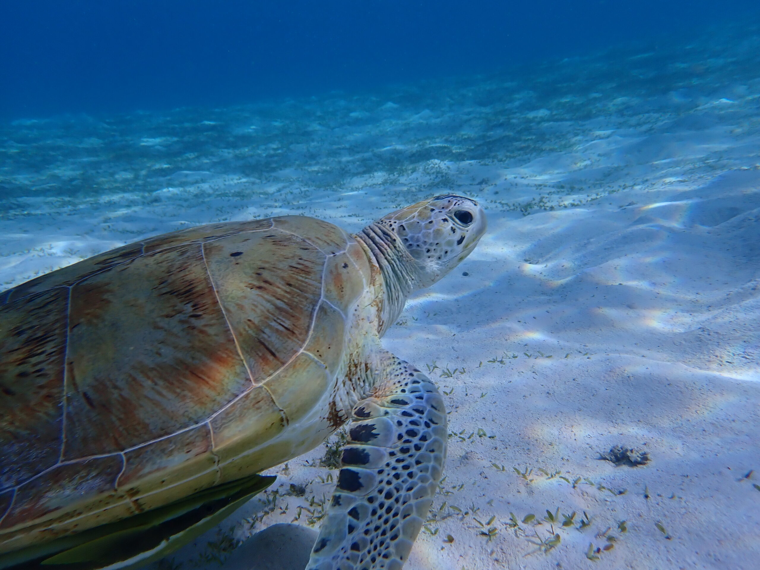 P4302913-turtle-14-scaled