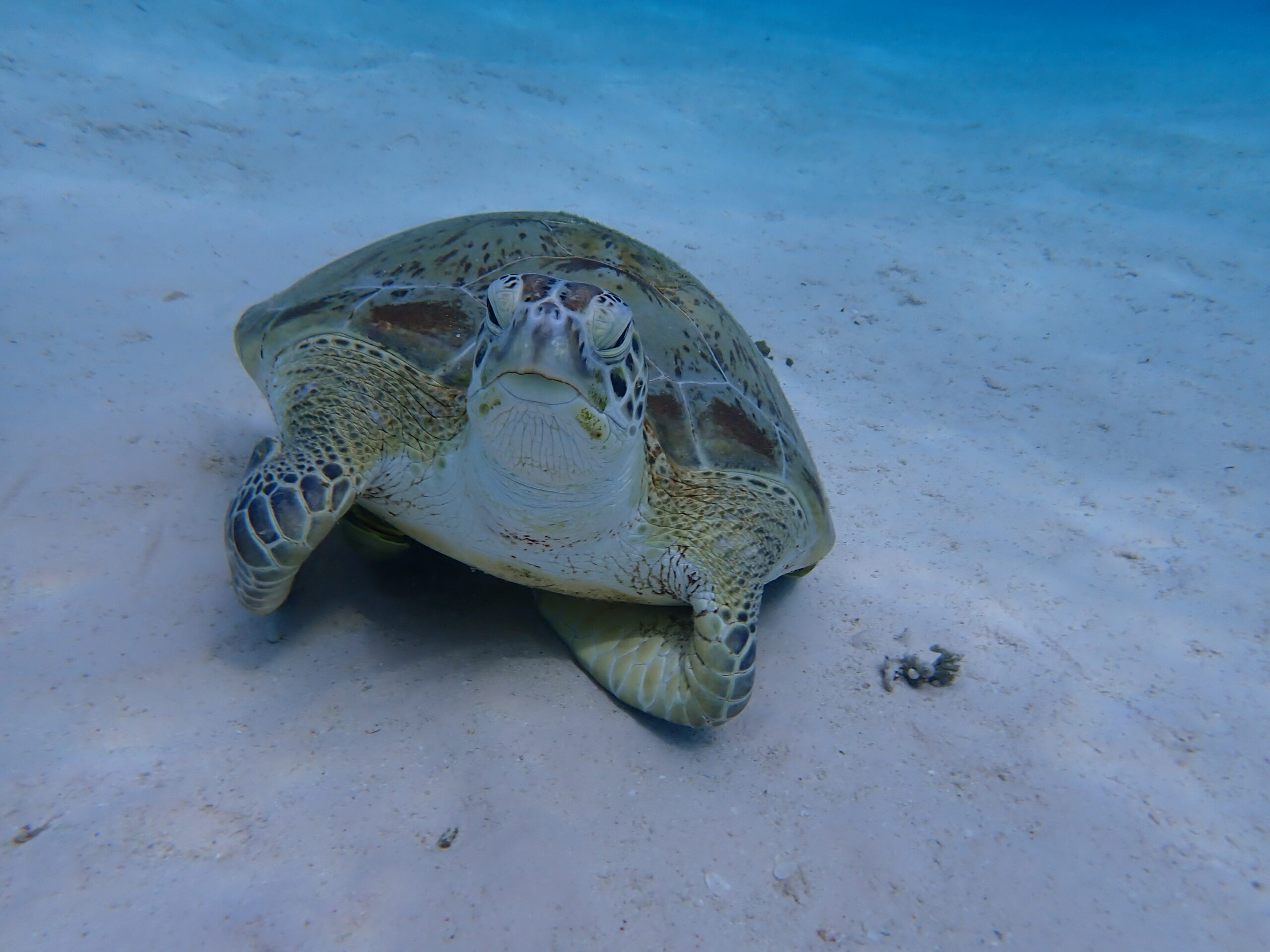 P5013178-turtle16-scaled