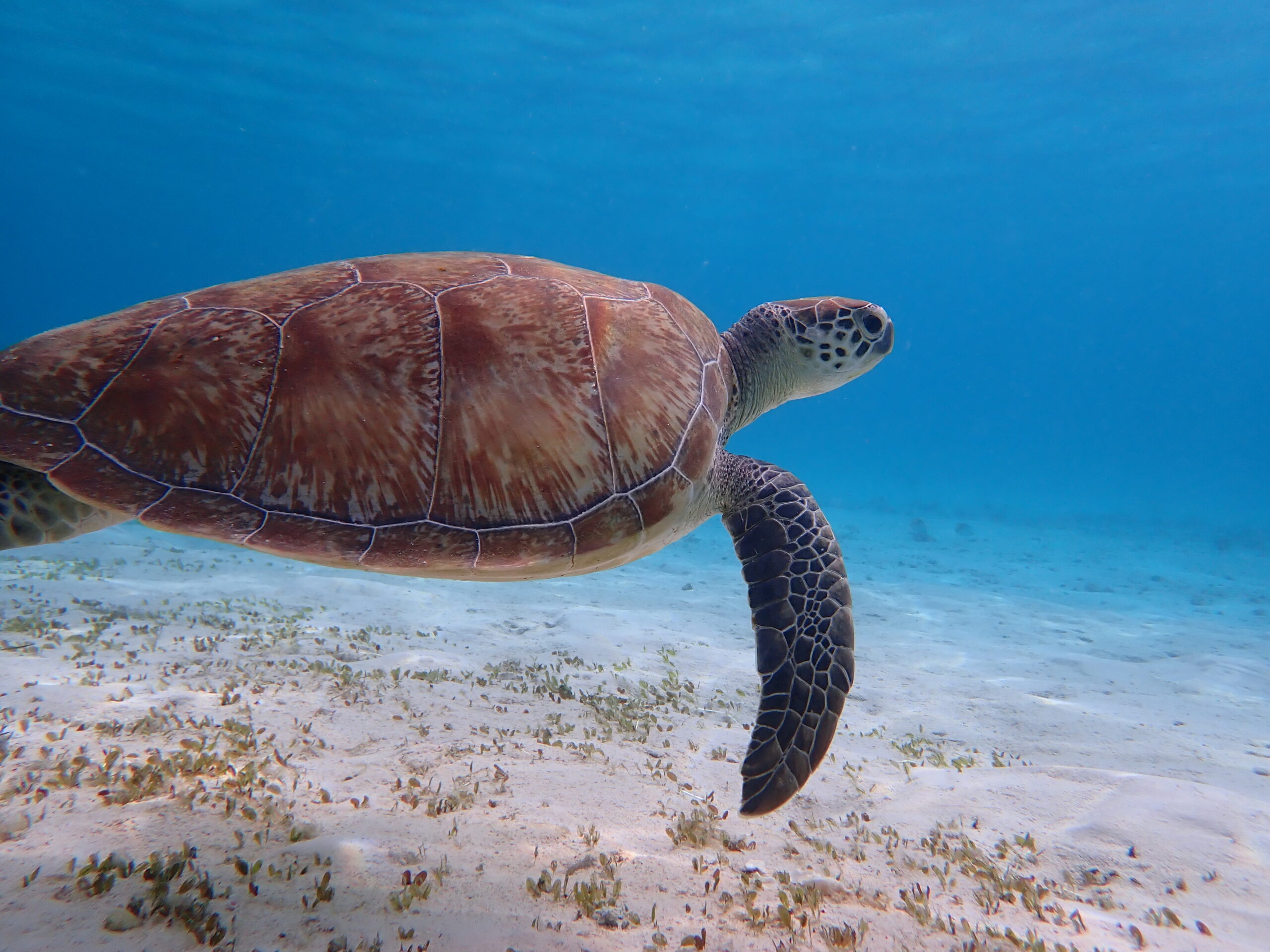P5013273-turtle-17-scaled
