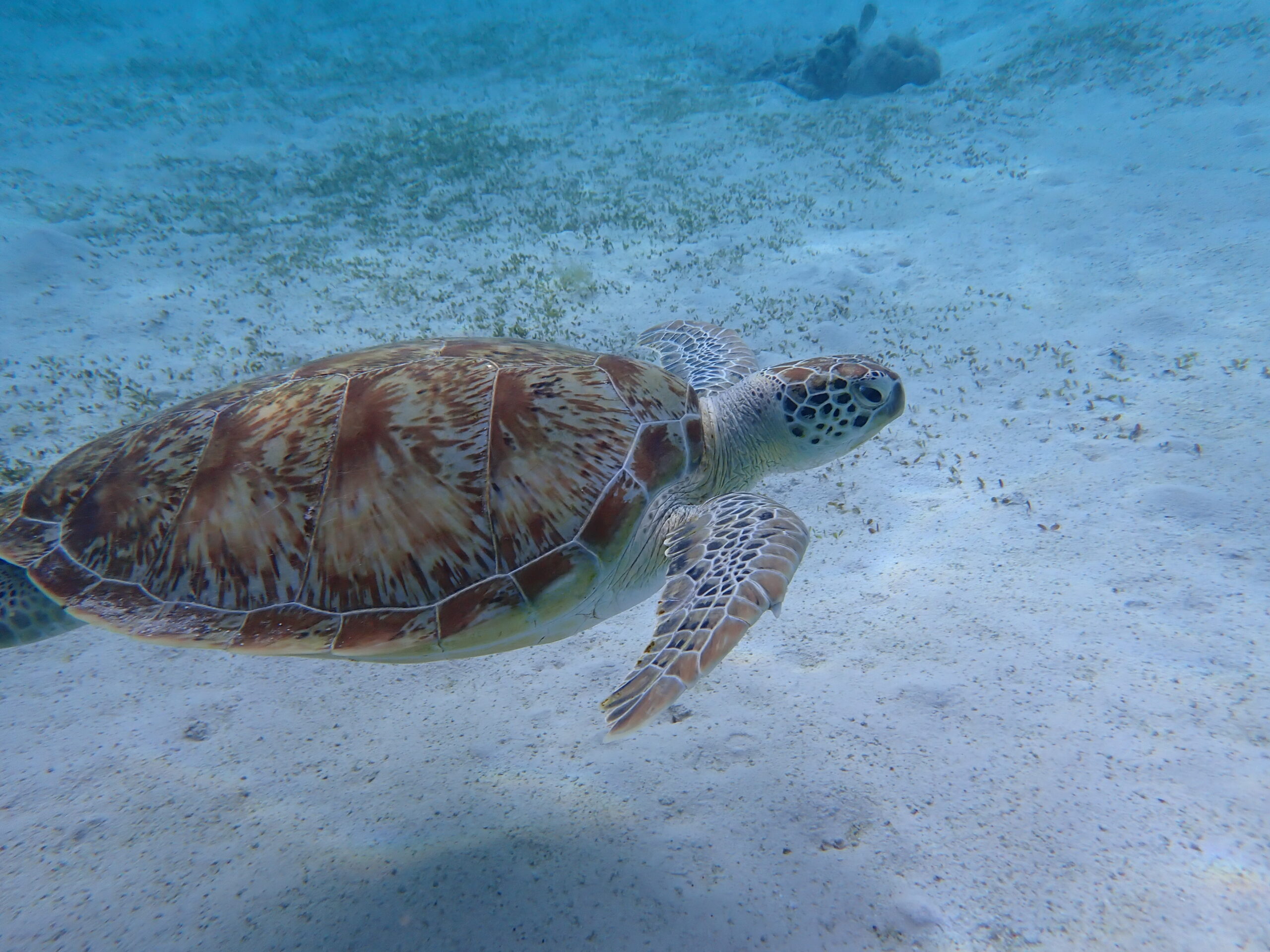 P5013297-turtle-6-scaled