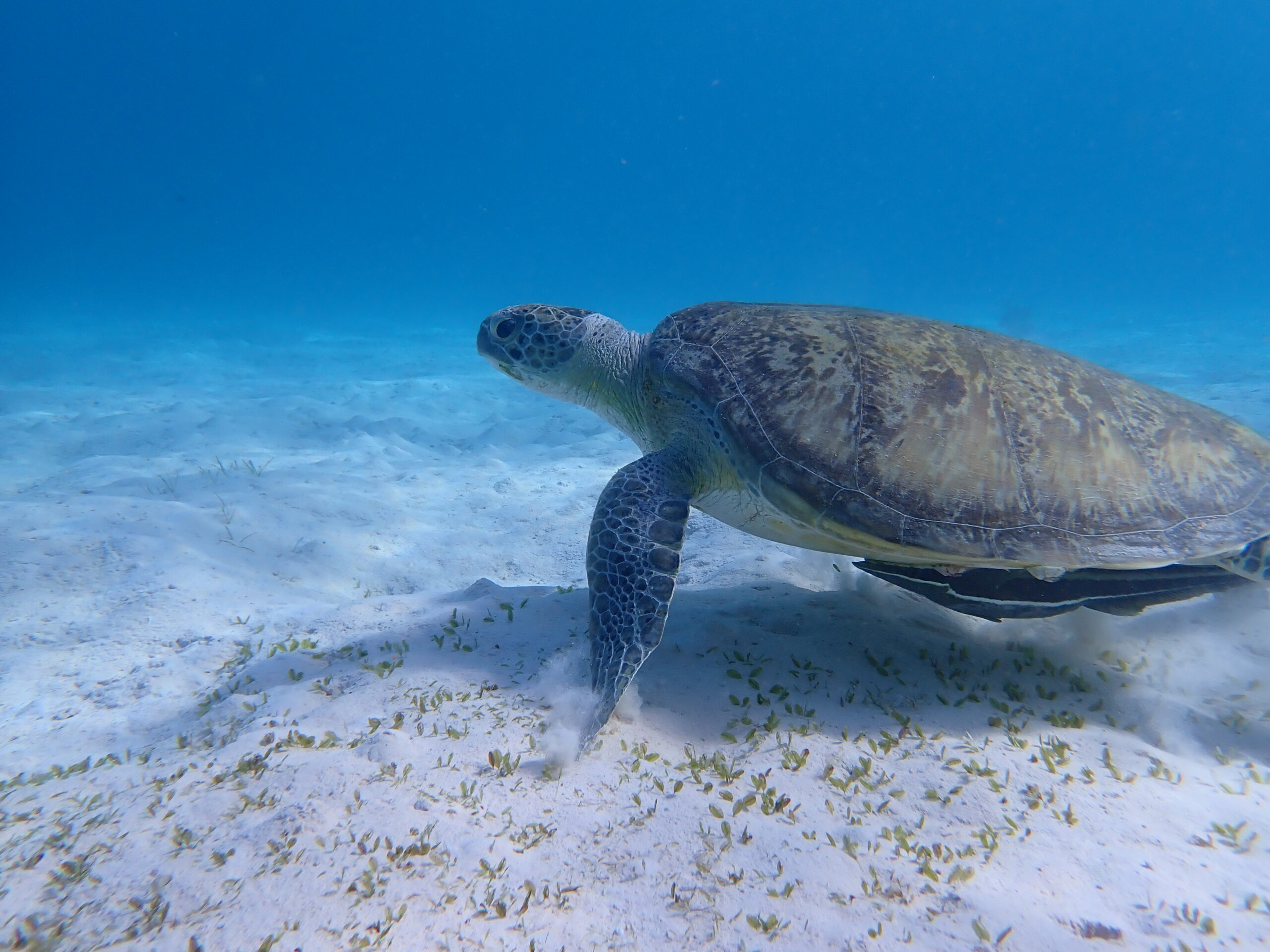 P5033574-turtle-2-scaled