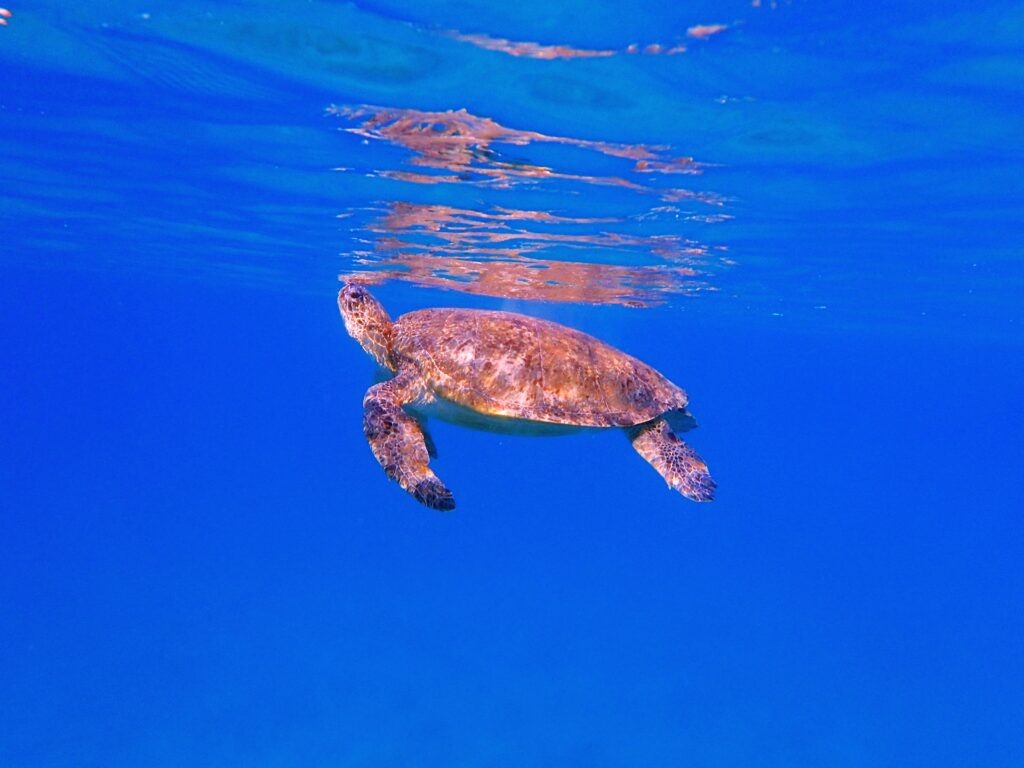 P5094498zelva-1024×768