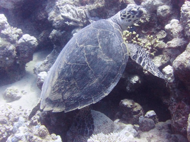 Hawksbill turtle