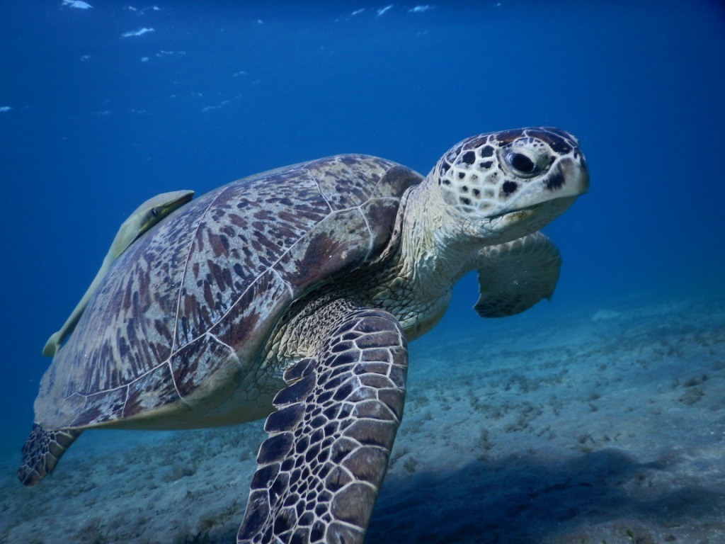 Ray_R_PRIV_2018_01_25_MADA_2_AM_Frannie-Van-Haalen-van-Remmerden-Copia