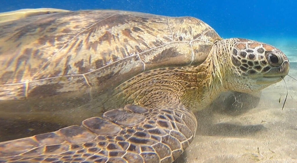 Screenshot_20230810_071743_Video-Player-1-2-1024×561