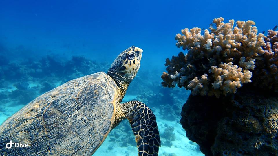 Turka_R_EMOT_2018_11_19_SHLU_1_un_DOREENHUBER