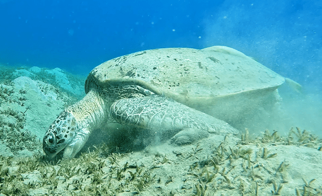 Turtle_2-again-leftside