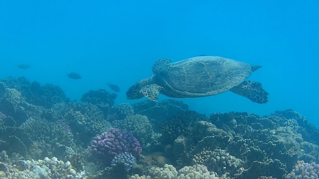 VideoCapture_20250124-203536-1024×576