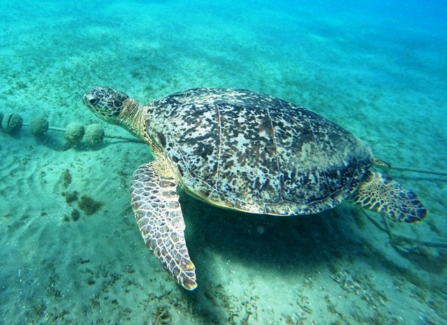 DCIM101GOPROGOPR5718.JPG