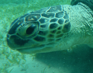 ZIZO_L_RSPR_2017_05_MADA_NA_3_AhmedFouad-1