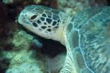 gunk1_L_PRIV_2013-10-30_AGHO_AM_1_KoenCrabbe