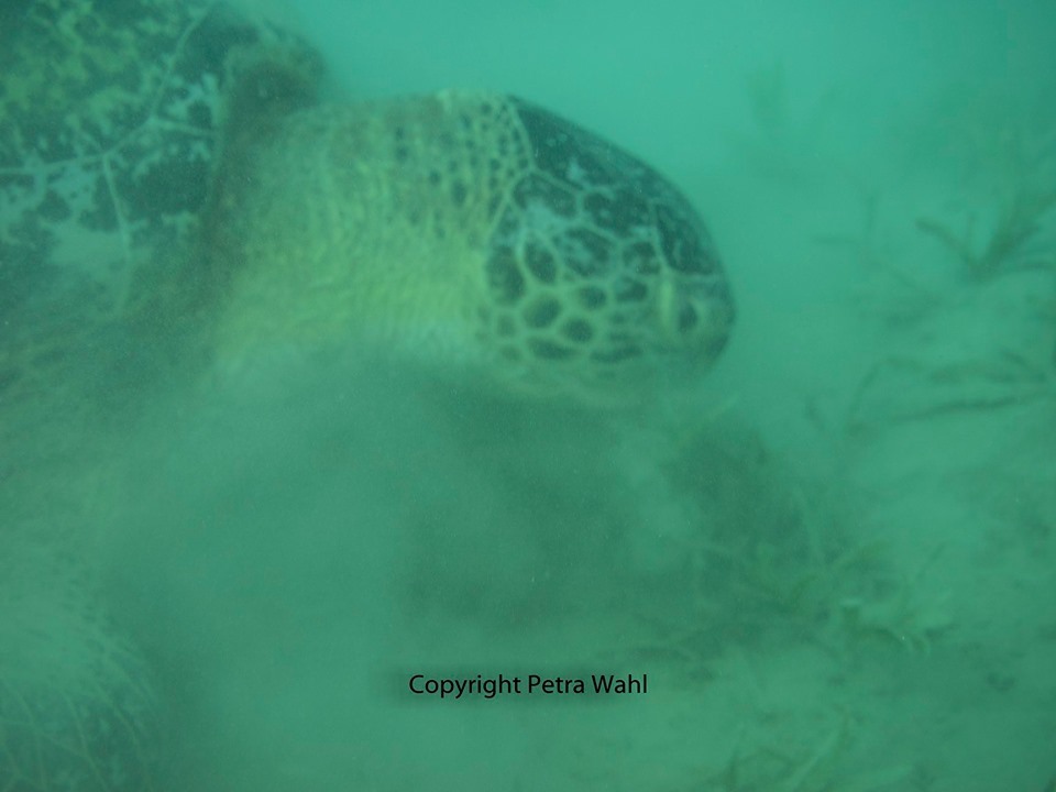 karim_R_MM_2019_05_MADA_NA_3_PETRAWAHL