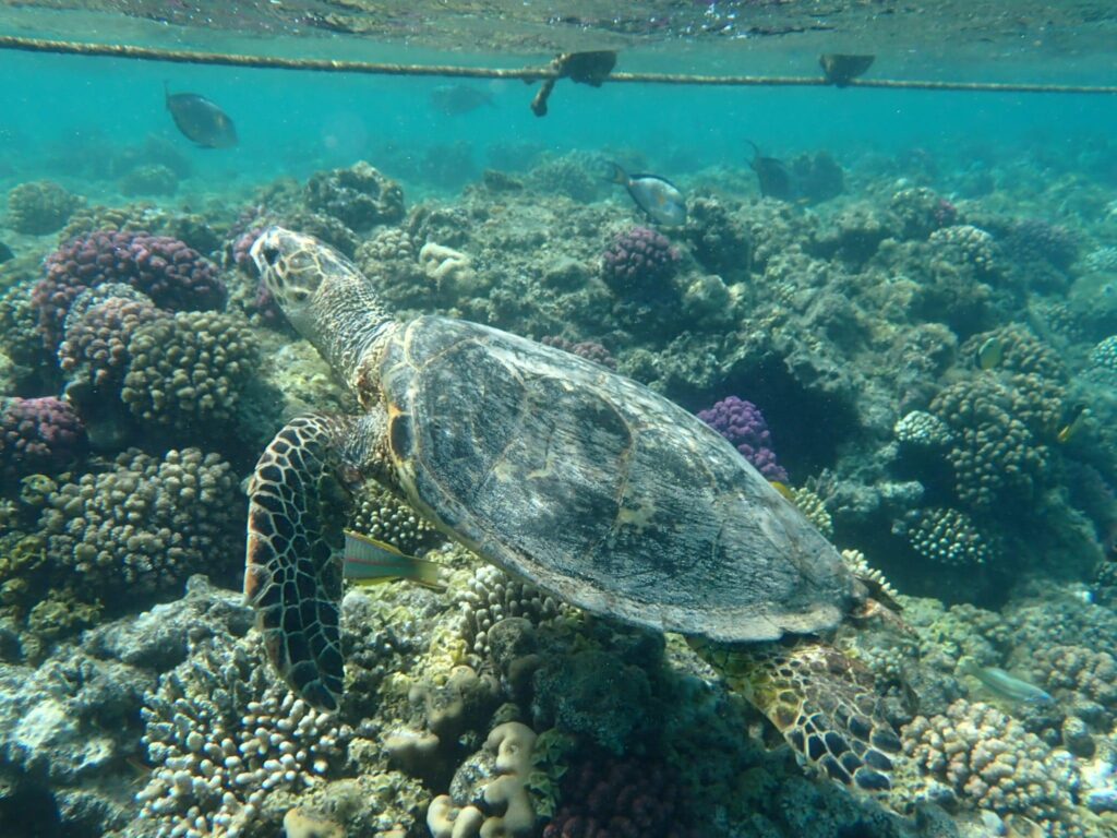 pro-FFW1BIZI-1024×768