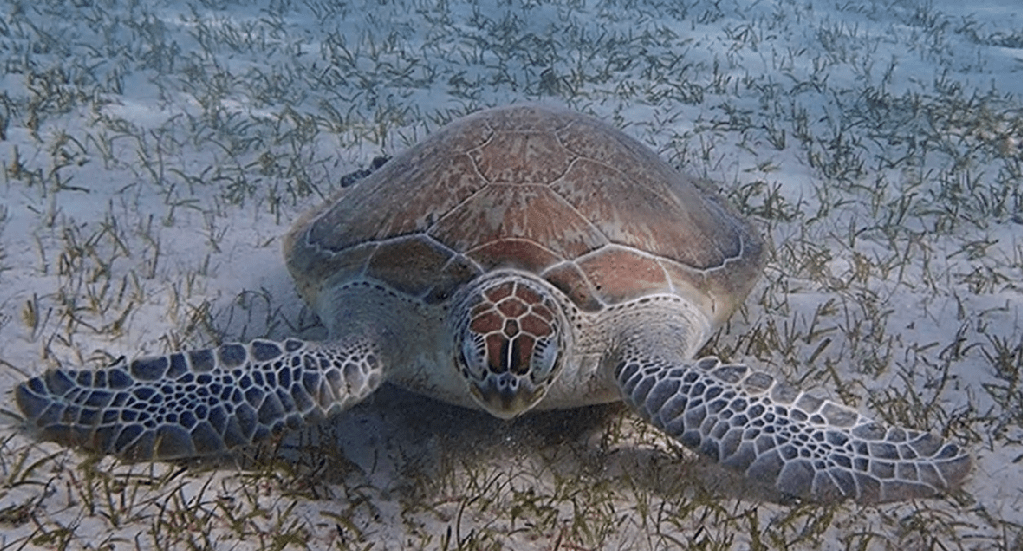 turtle-10-1