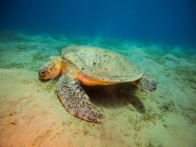 C:DCIM100GOPROGOPR5081.GPR