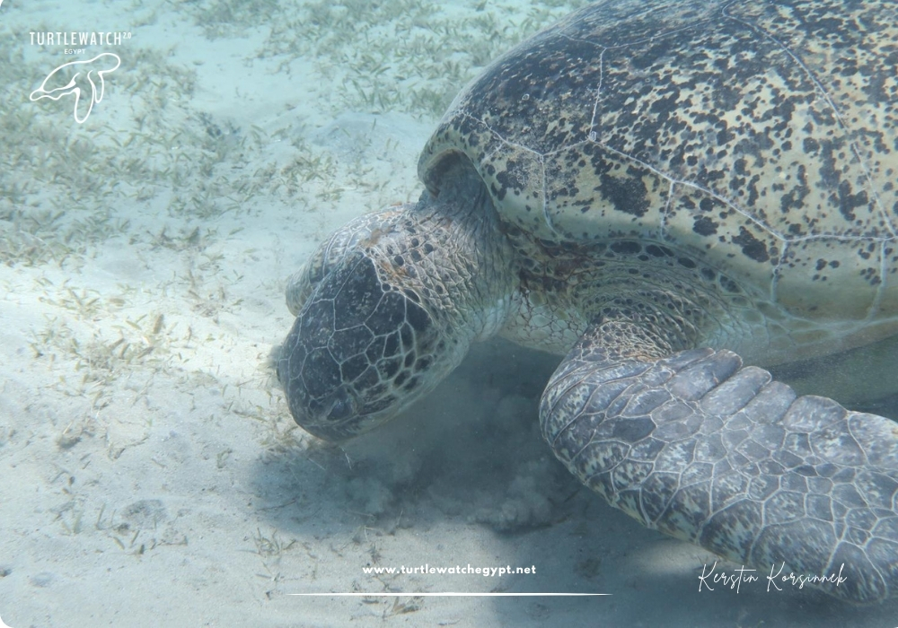 META-POST-Landscape-518-x-345-px-1000-x-700-px-46