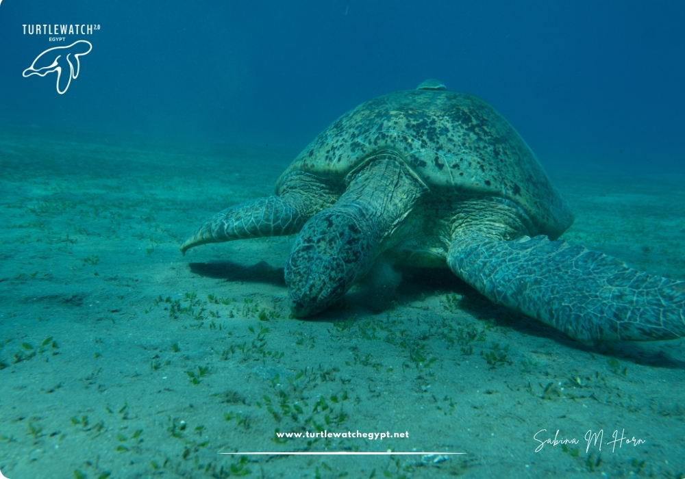 META-POST-Landscape-518-x-345-px-1000-x-700-px-51