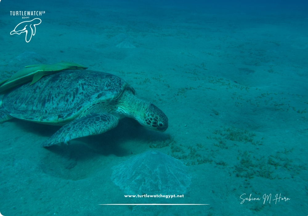 META-POST-Landscape-518-x-345-px-1000-x-700-px-54