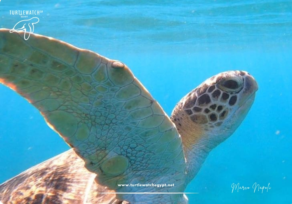 META POST – Landscape (518 x 345 px) (1000 x 700 px) (73)