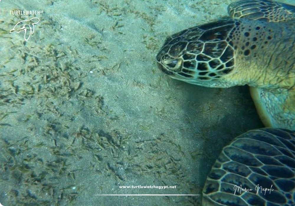 META POST – Landscape (518 x 345 px) (1000 x 700 px) (74)