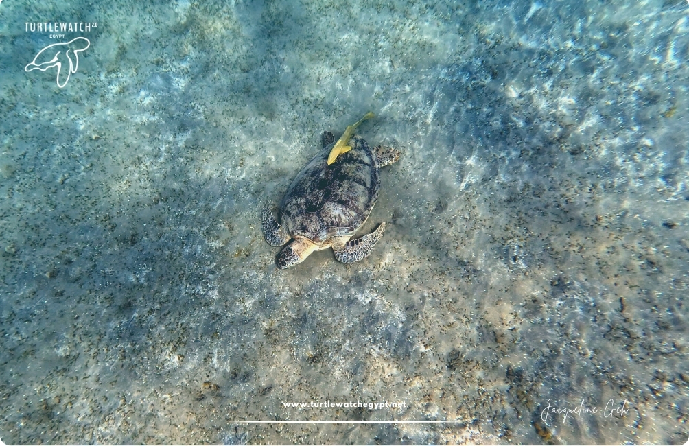 www.turtlewatchegypt.net (8.5 x 5 cm) (31)