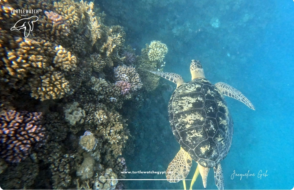 www.turtlewatchegypt.net (8.5 x 5 cm) (32)