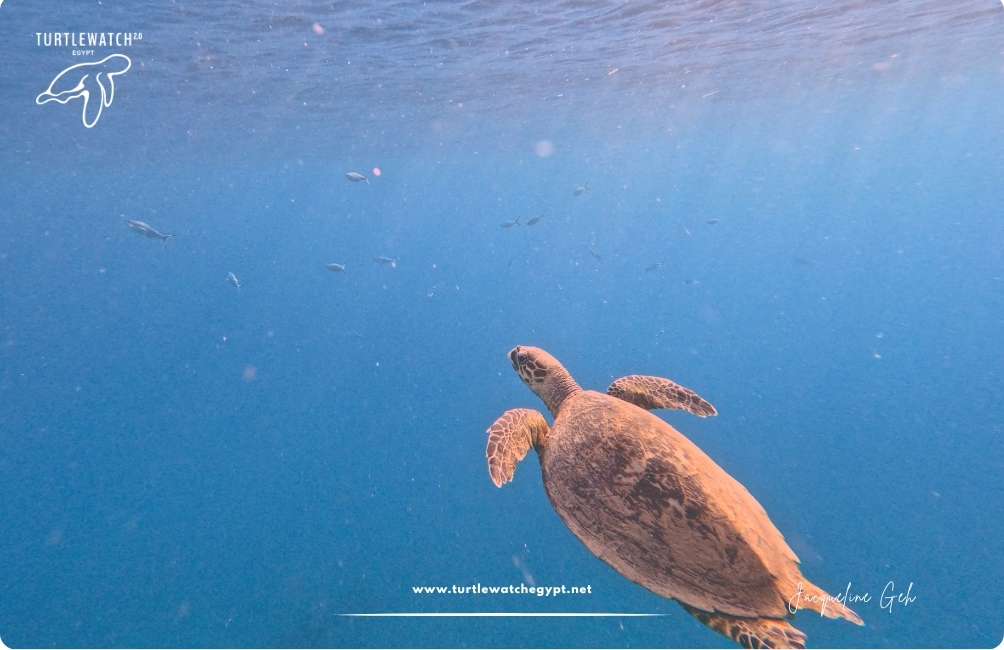 www.turtlewatchegypt.net (8.5 x 5 cm) (34)