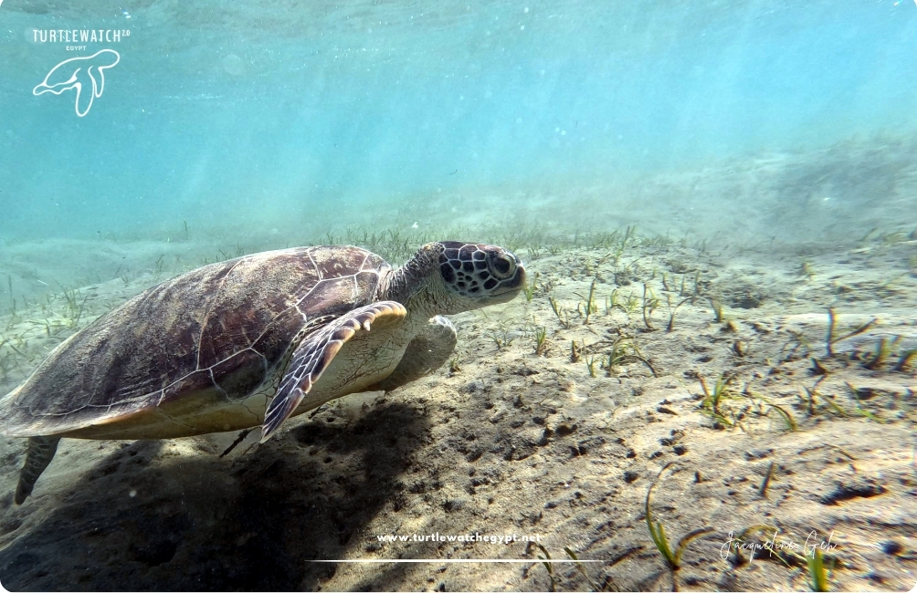 www.turtlewatchegypt.net (8.5 x 5 cm) (35)