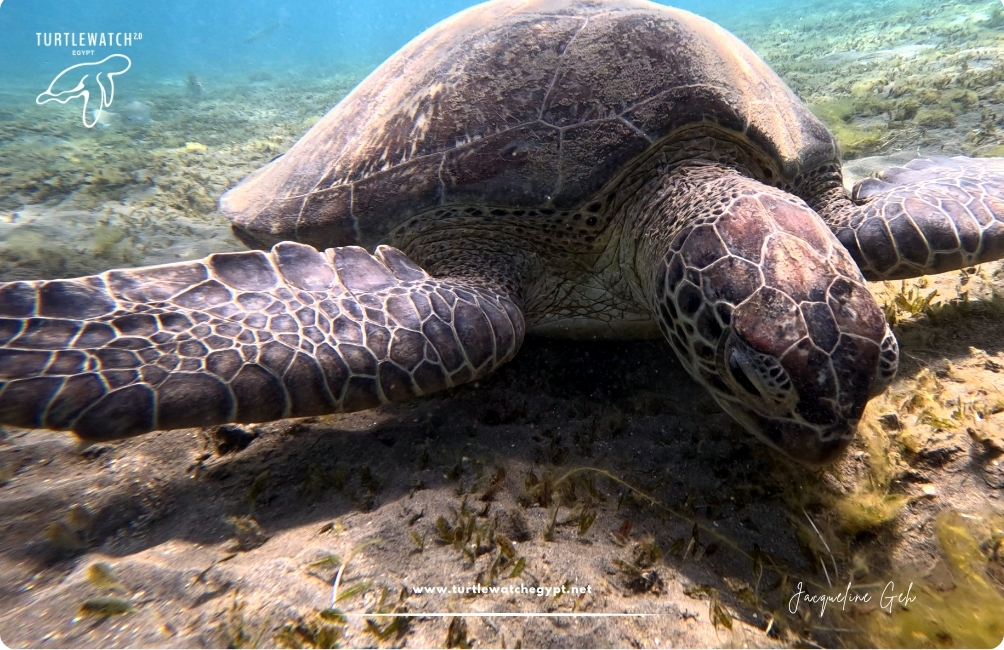 www.turtlewatchegypt.net (8.5 x 5 cm) (36)