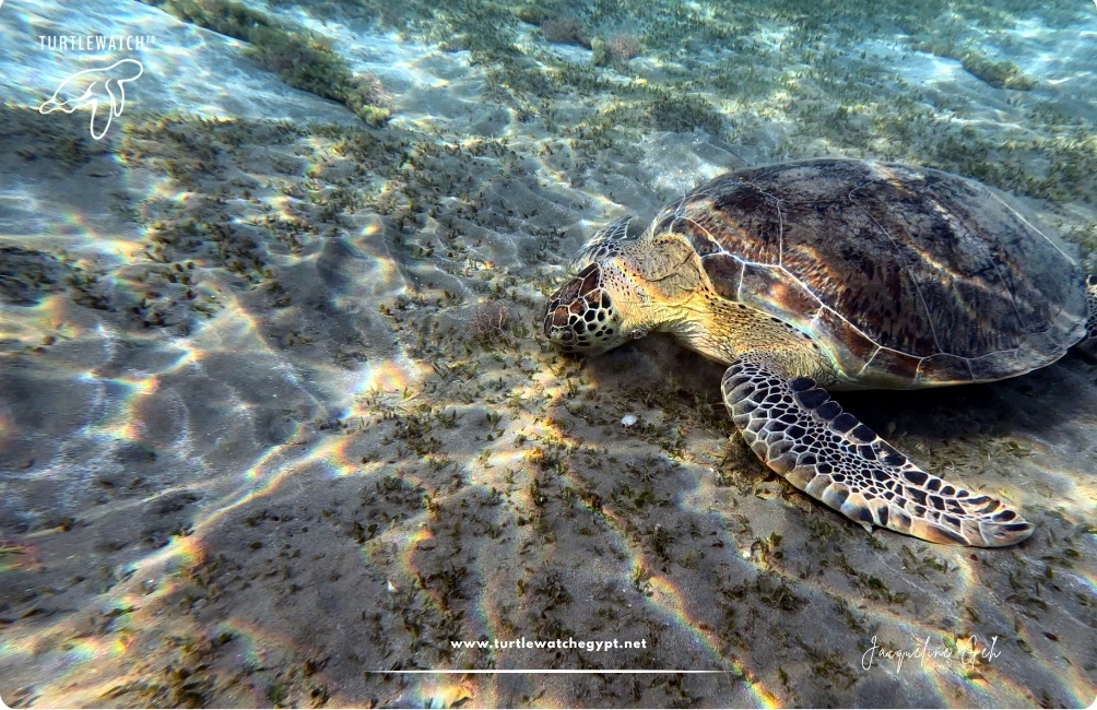 www.turtlewatchegypt.net (8.5 x 5 cm) (37)