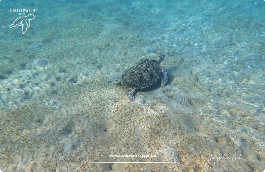www.turtlewatchegypt.net (8.5 x 5 cm) (38)