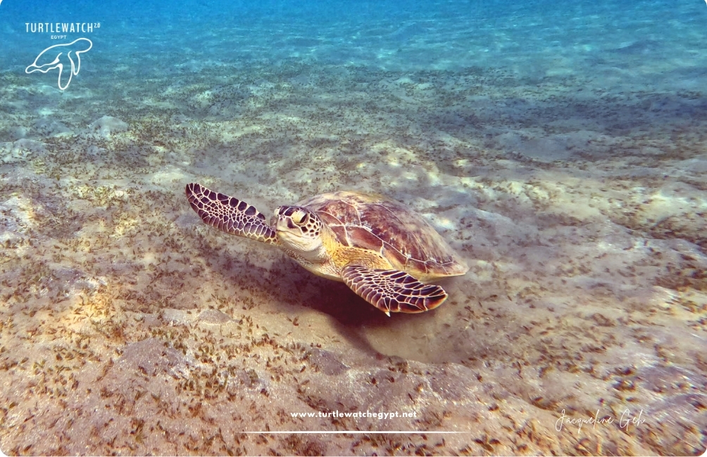 www.turtlewatchegypt.net (8.5 x 5 cm) (39)
