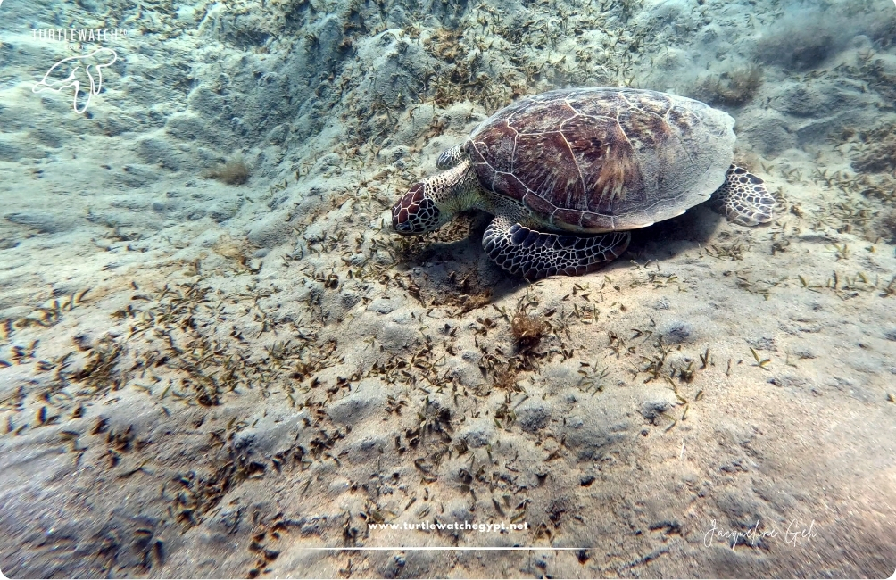 www.turtlewatchegypt.net (8.5 x 5 cm) (40)