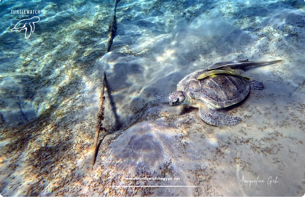 www.turtlewatchegypt.net (8.5 x 5 cm) (41)