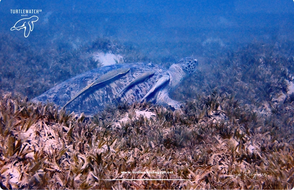 www.turtlewatchegypt.net (8.5 x 5 cm) (66)