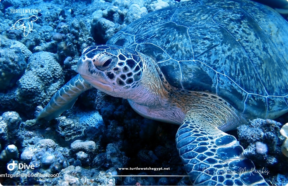 www.turtlewatchegypt.net (8.5 x 5 cm) (67)