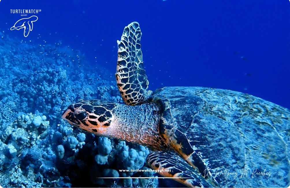 www.turtlewatchegypt.net (8.5 x 5 cm) (68)