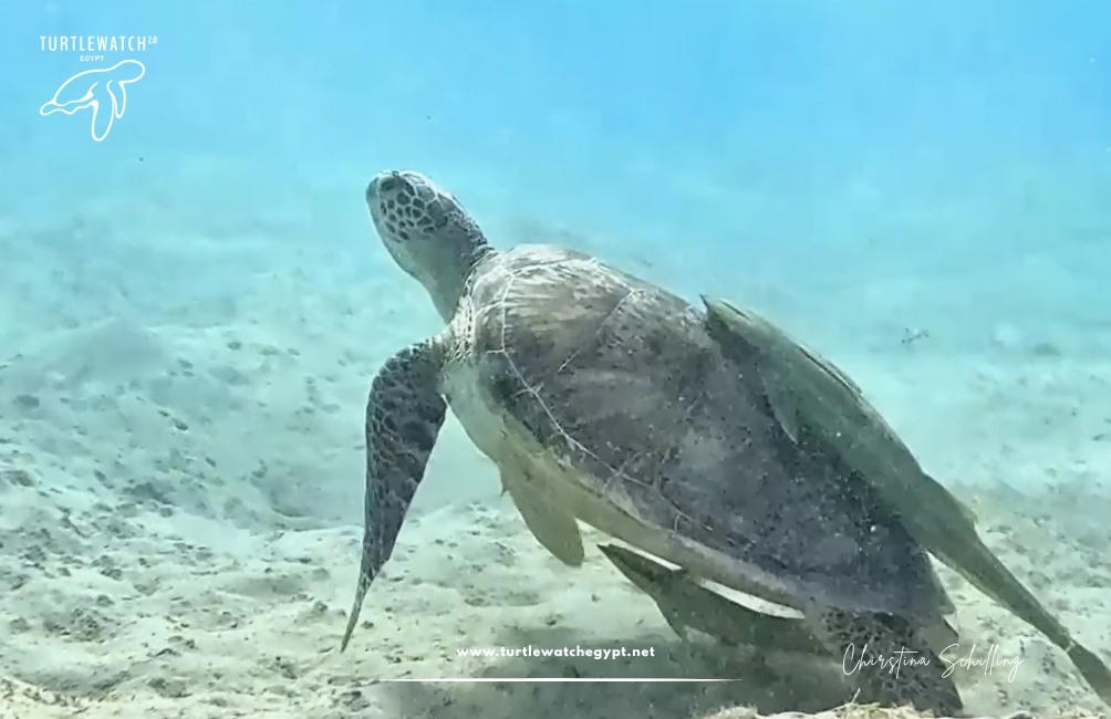 www.turtlewatchegypt.net (8.5 x 5 cm) (71)