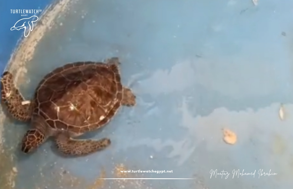 www.turtlewatchegypt.net (8.5 x 5 cm) (4)