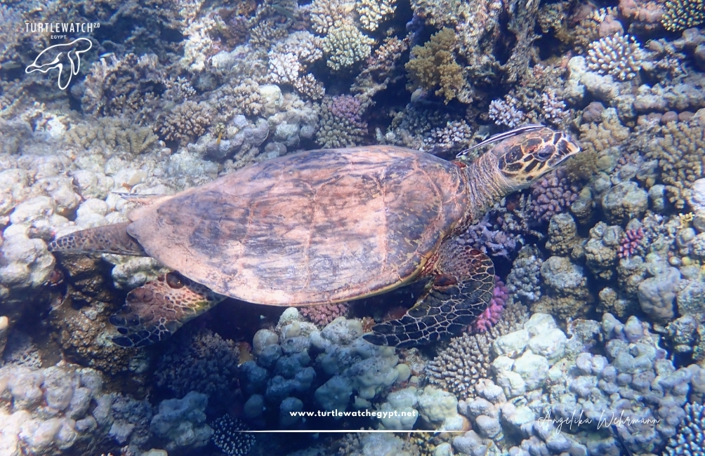 www.turtlewatchegypt.net (8.5 x 5 cm) (74)