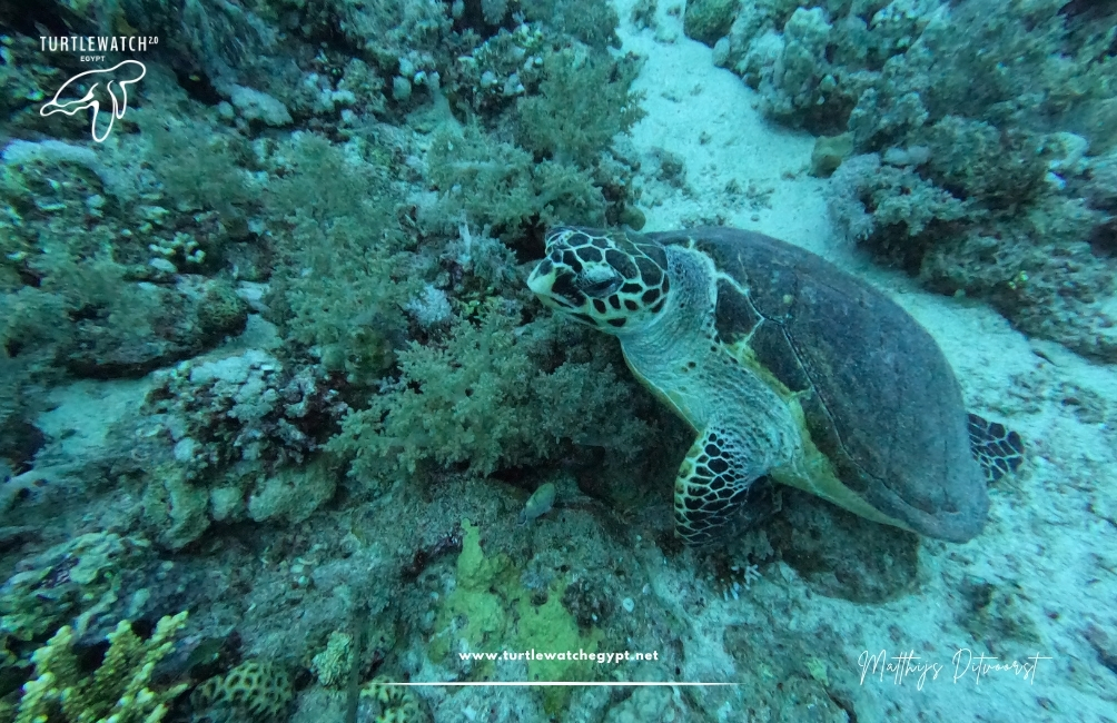 www.turtlewatchegypt.net (8.5 x 5 cm) (84)