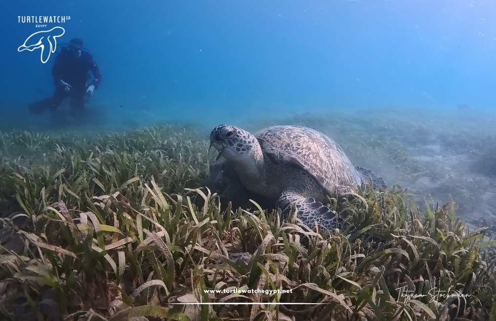 www.turtlewatchegypt.net (8.5 x 5 cm) – 2026-07-03T121441.438