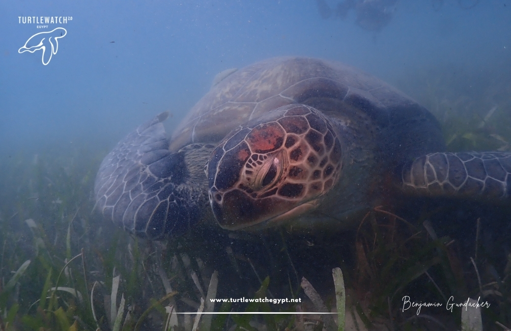 www.turtlewatchegypt.net (8.5 x 5 cm) – 2026-07-03T122246.565