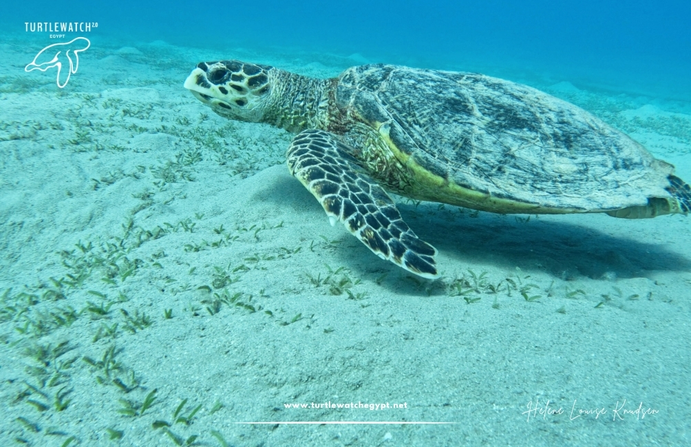 www.turtlewatchegypt.net (8.5 x 5 cm) – 2026-07-13T140312.877