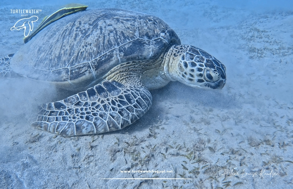 www.turtlewatchegypt.net (8.5 x 5 cm) – 2026-07-13T140336.537