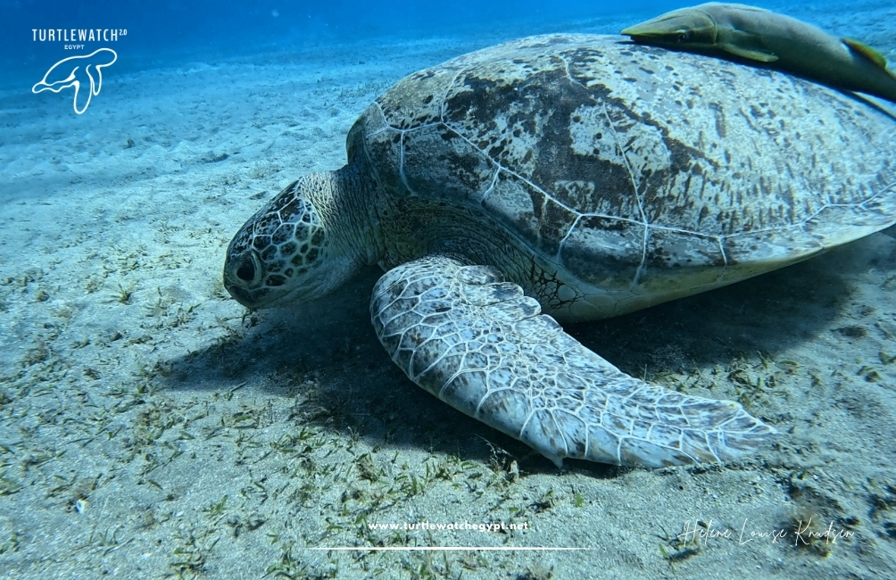 www.turtlewatchegypt.net (8.5 x 5 cm) – 2026-07-13T140351.094